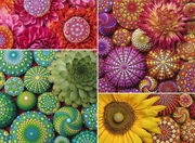 Color Your World Series: Mandala Blooms - , 500 Pieces