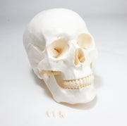 United Scientific® Economy Skull
