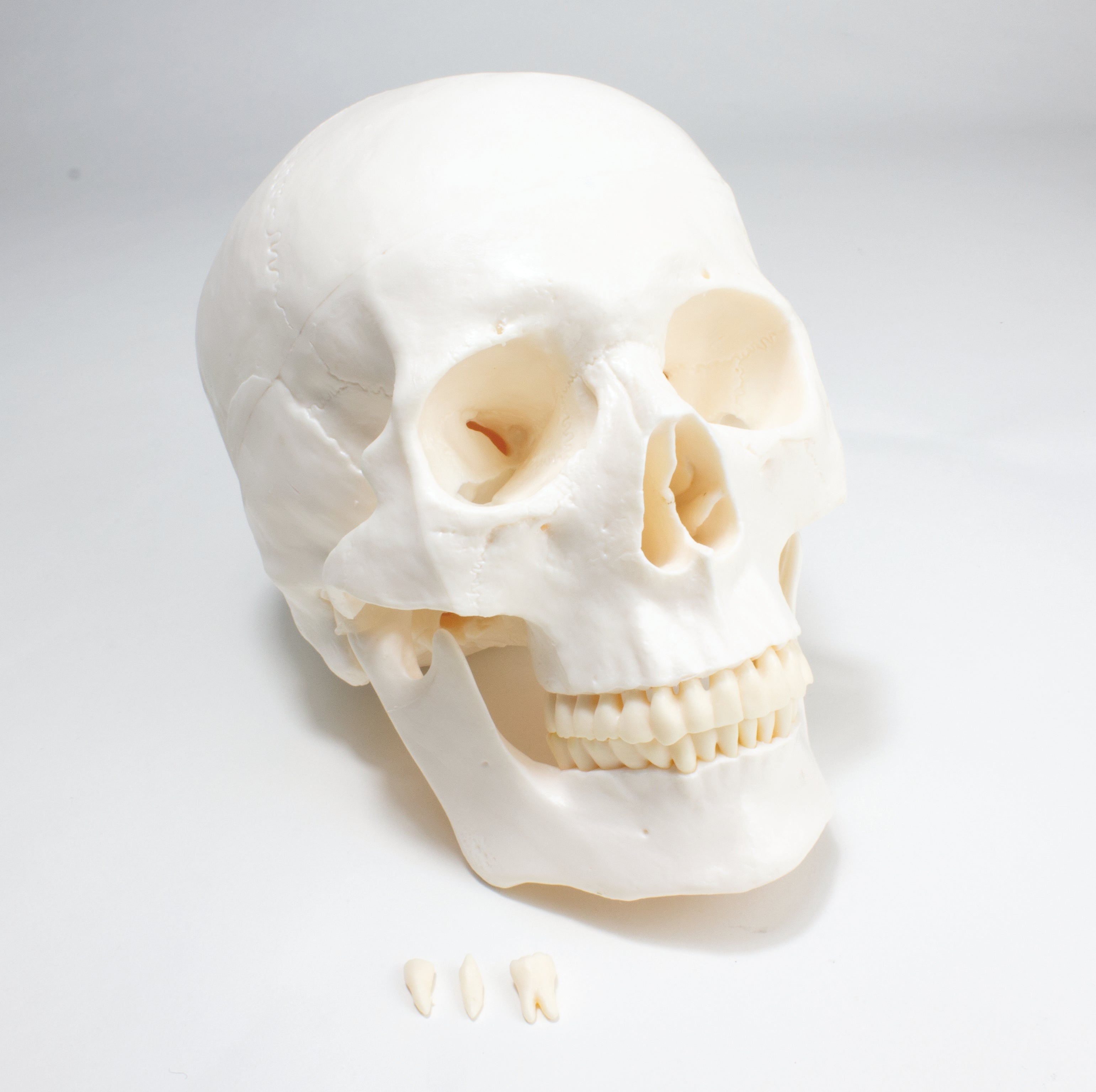 United Scientific® Economy Skull
