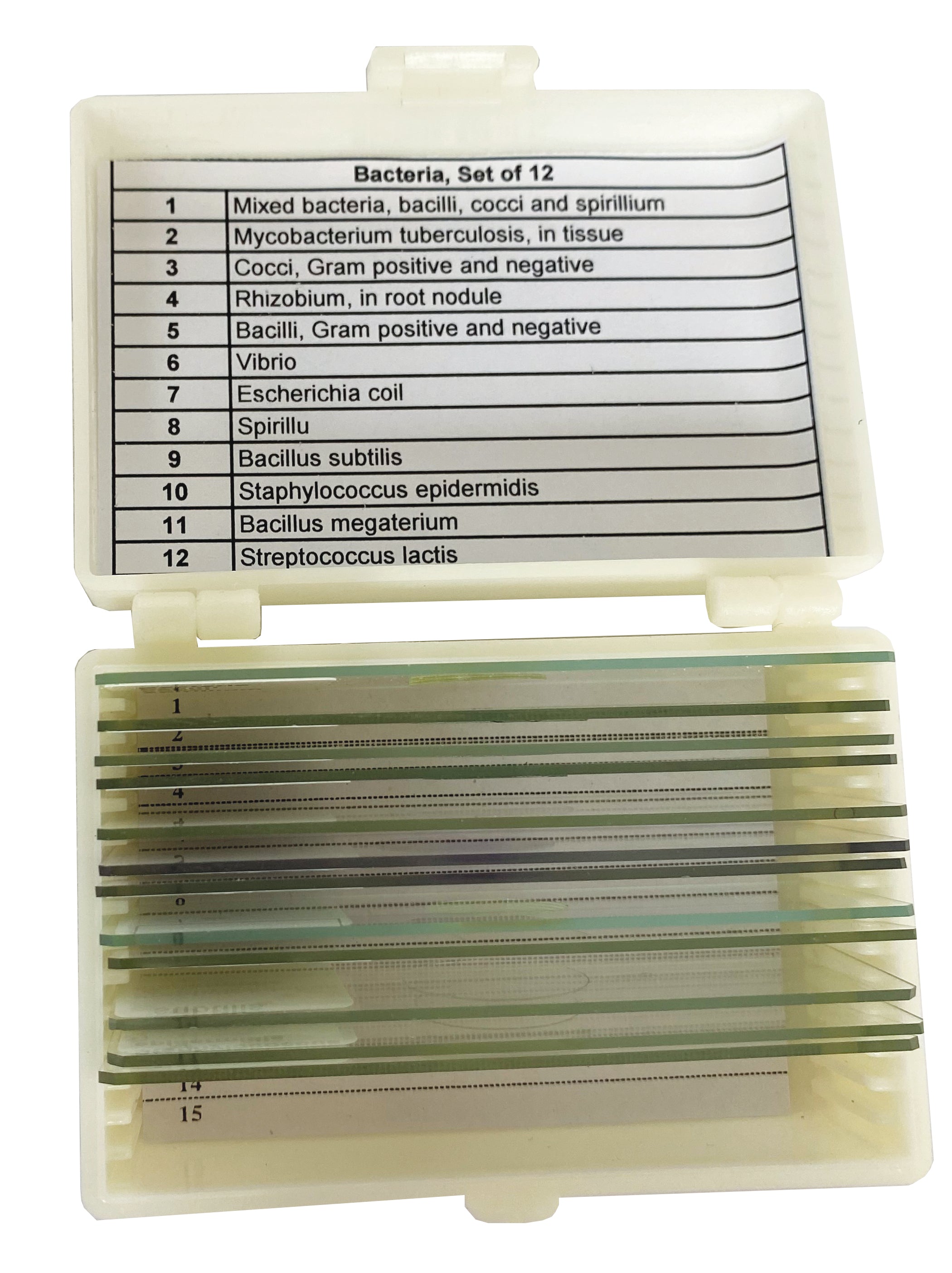 United Scientific® Bacteria Slide Set Of 12