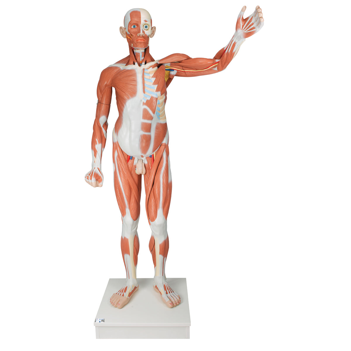 Life-Size Human Male Muscular Figure, 37 part