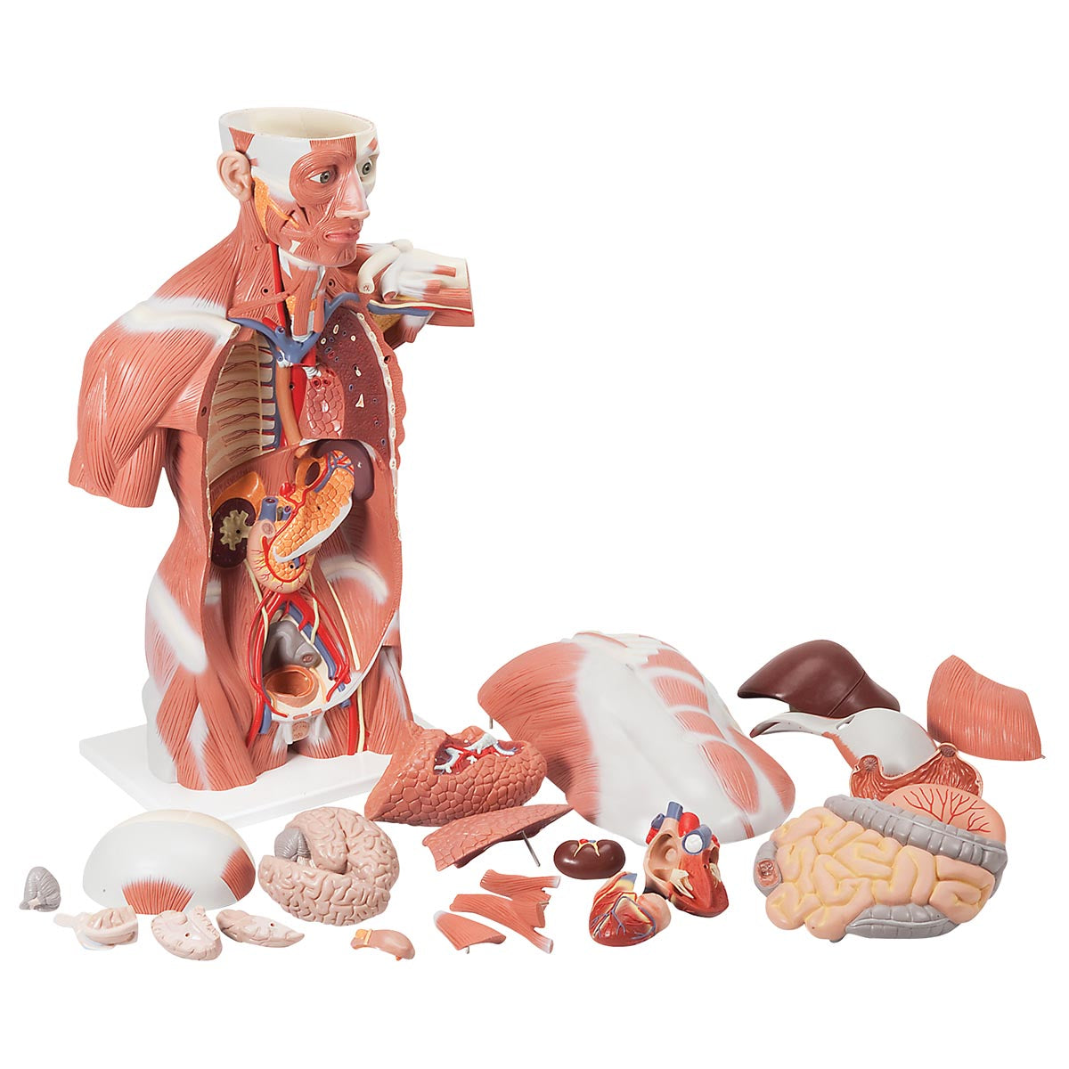 Life-Size Human Muscle Torso Model, 27 part