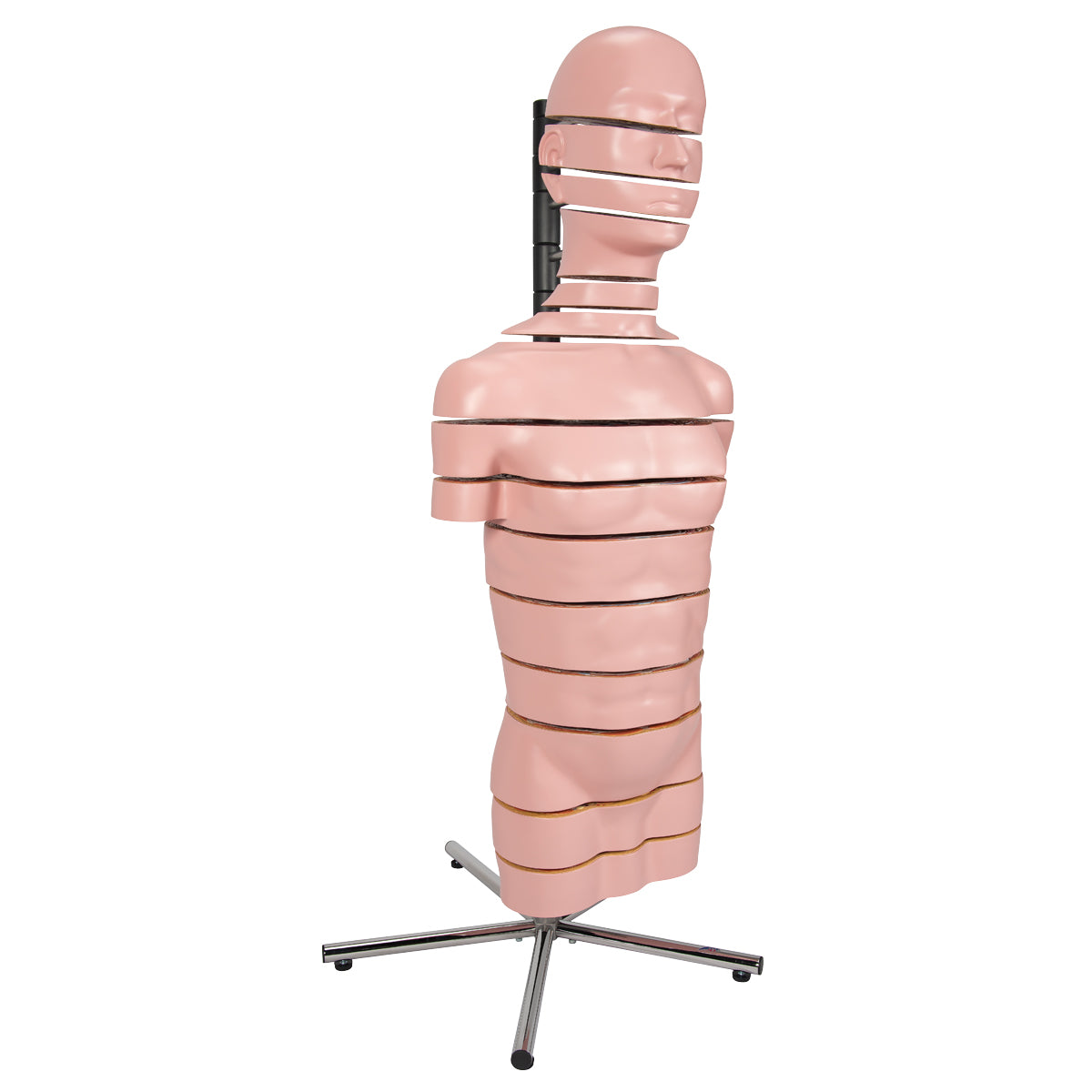 MRI Torso Model with 15 Transverse Sections