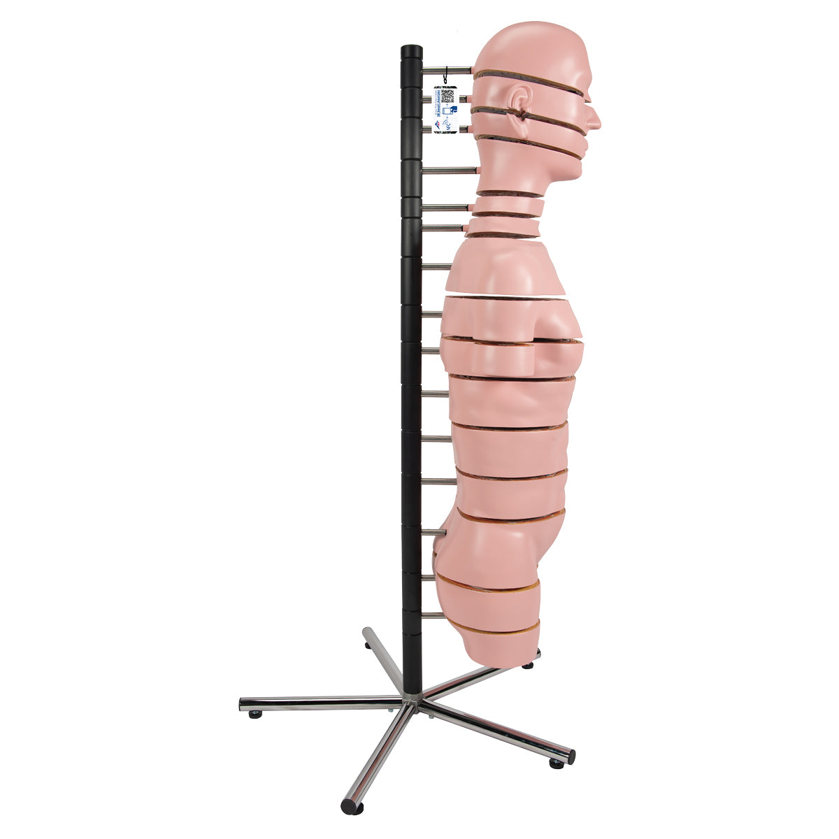 MRI Torso Model with 15 Transverse Sections