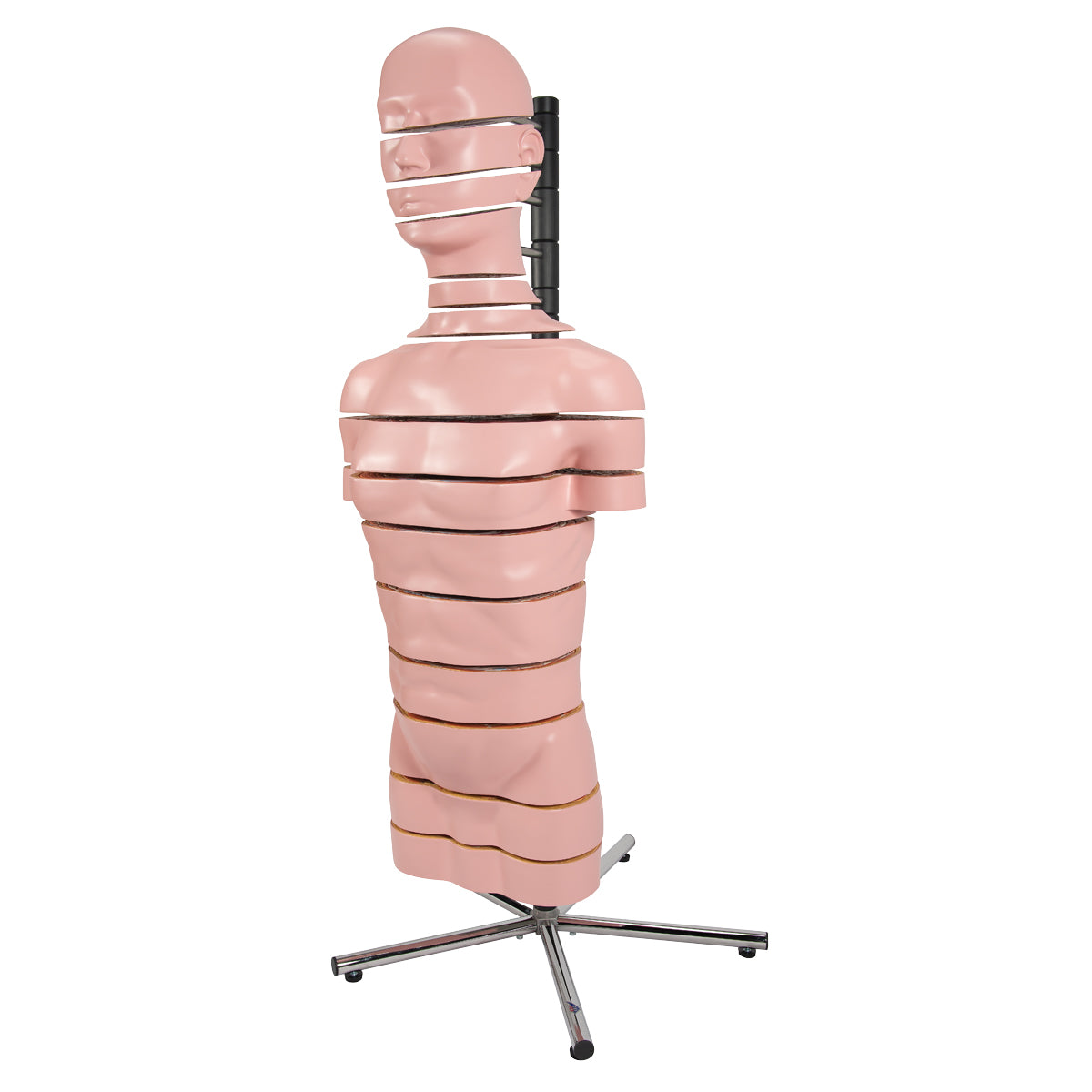MRI Torso Model with 15 Transverse Sections