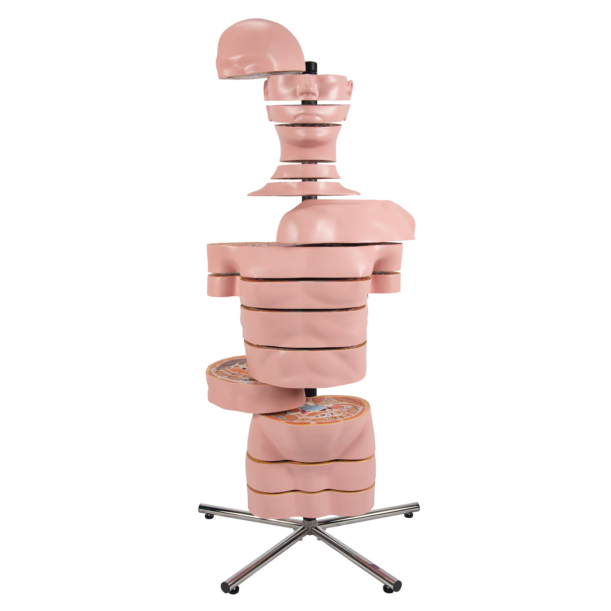 MRI Torso Model with 15 Transverse Sections