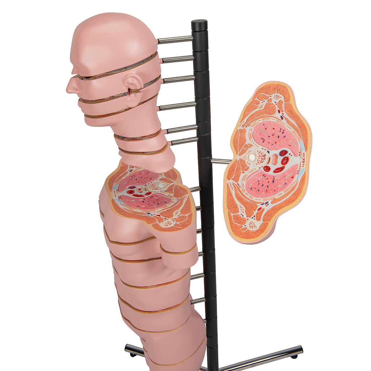 MRI Torso Model with 15 Transverse Sections