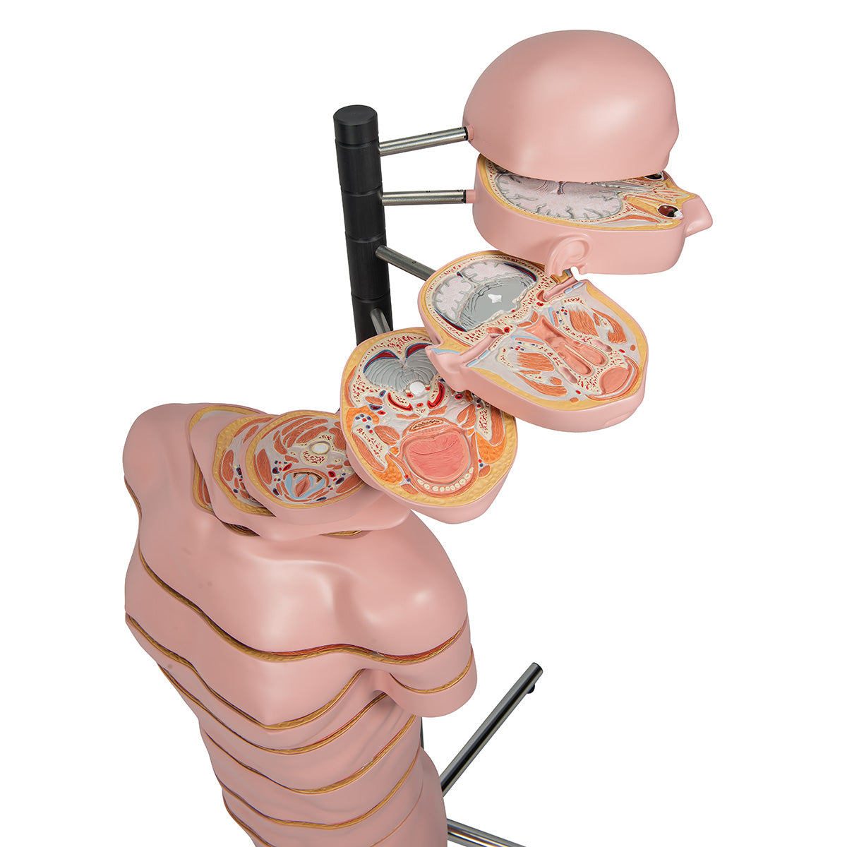 MRI Torso Model with 15 Transverse Sections