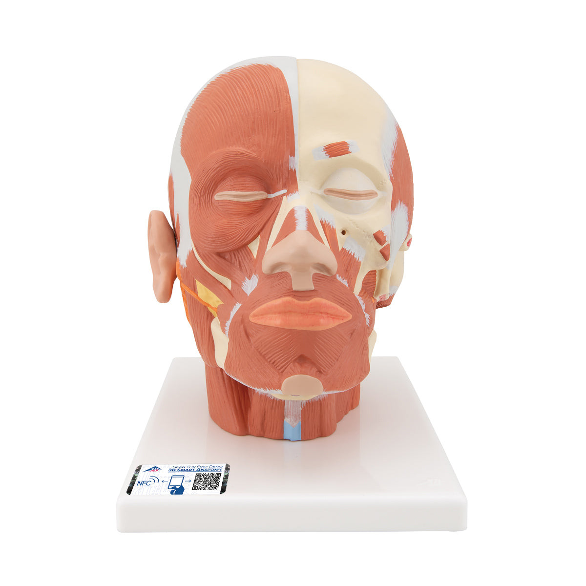Head Musculature Model