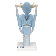 Functional Human Larynx Model, 3 times Full-Size