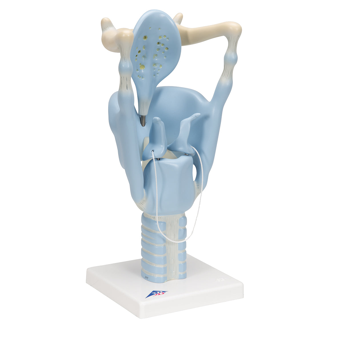 Functional Human Larynx Model, 3 times Full-Size