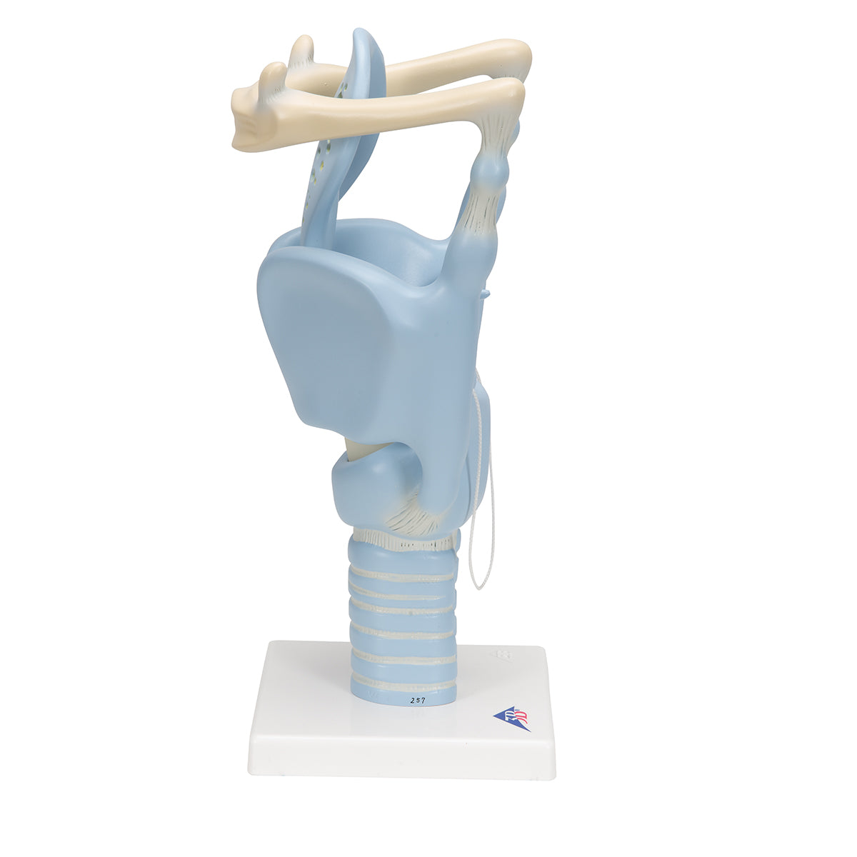 Functional Human Larynx Model, 3 times Full-Size