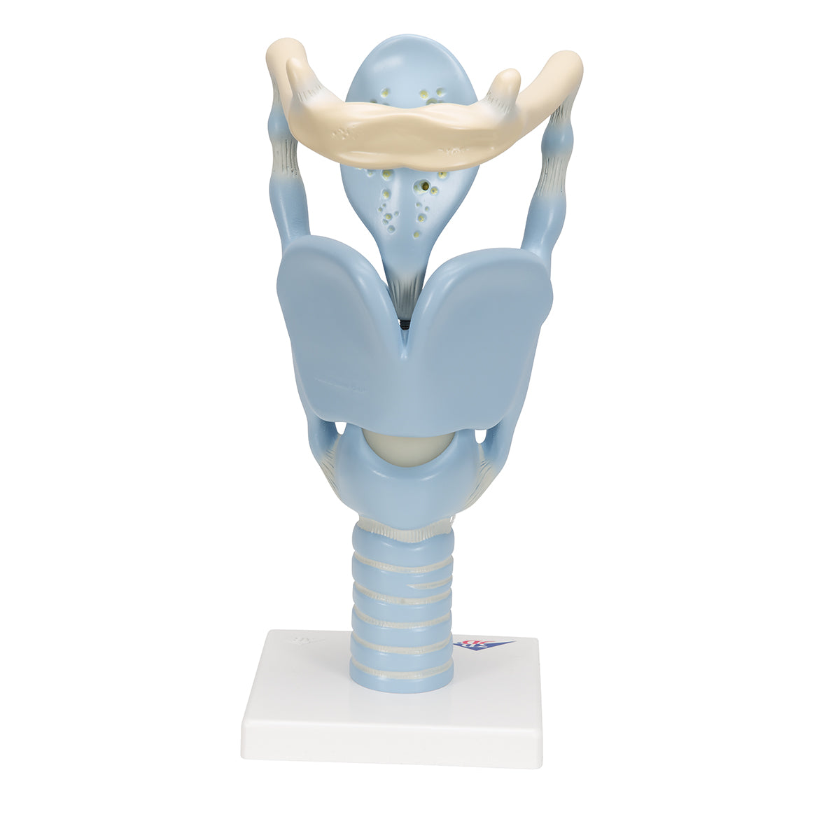 Functional Human Larynx Model, 3 times Full-Size