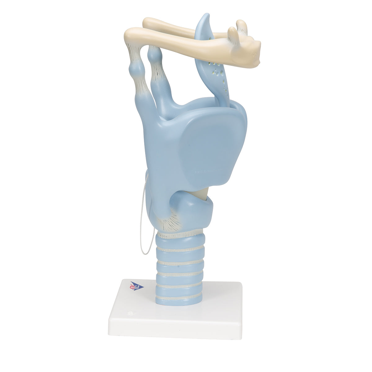 Functional Human Larynx Model, 3 times Full-Size