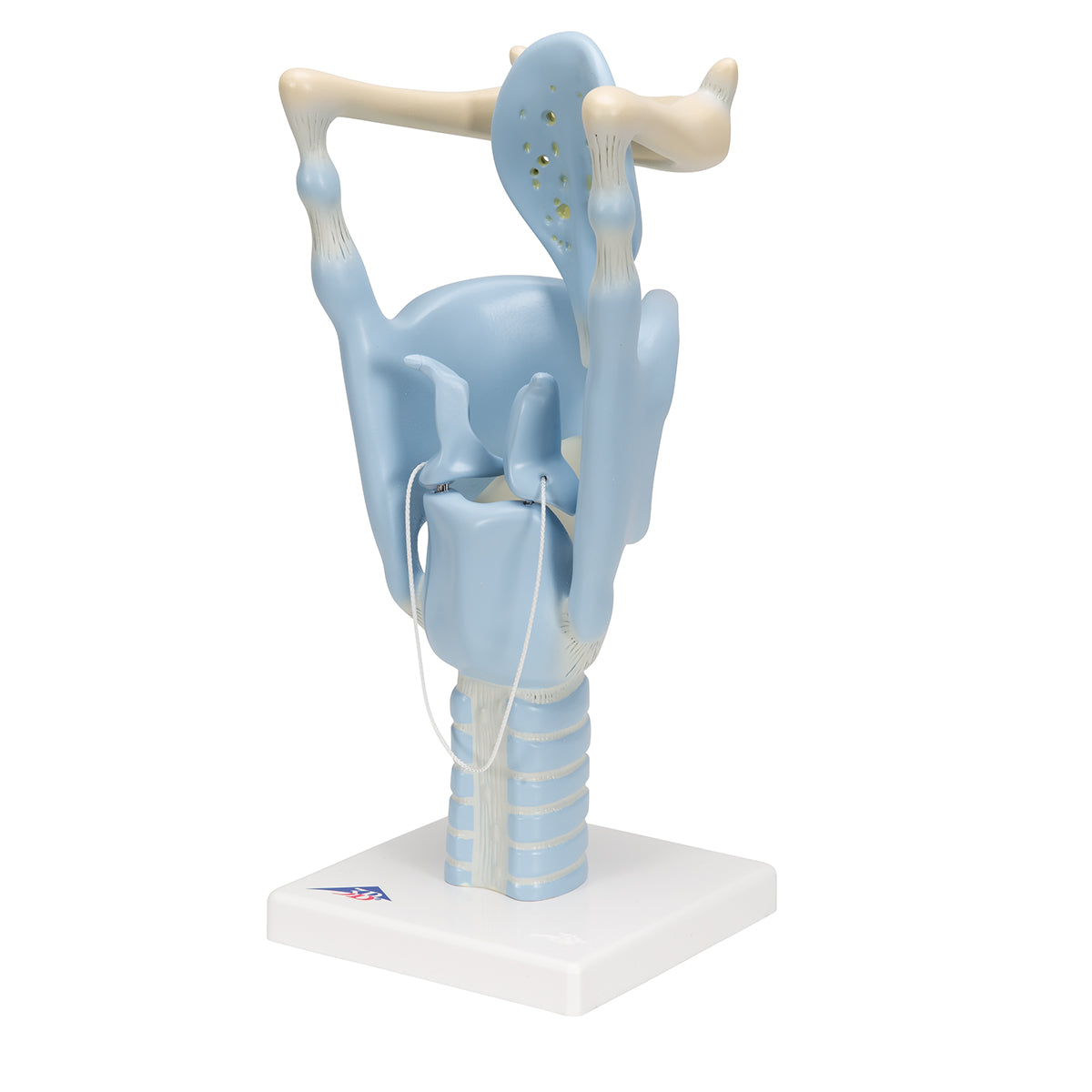 Functional Human Larynx Model, 3 times Full-Size