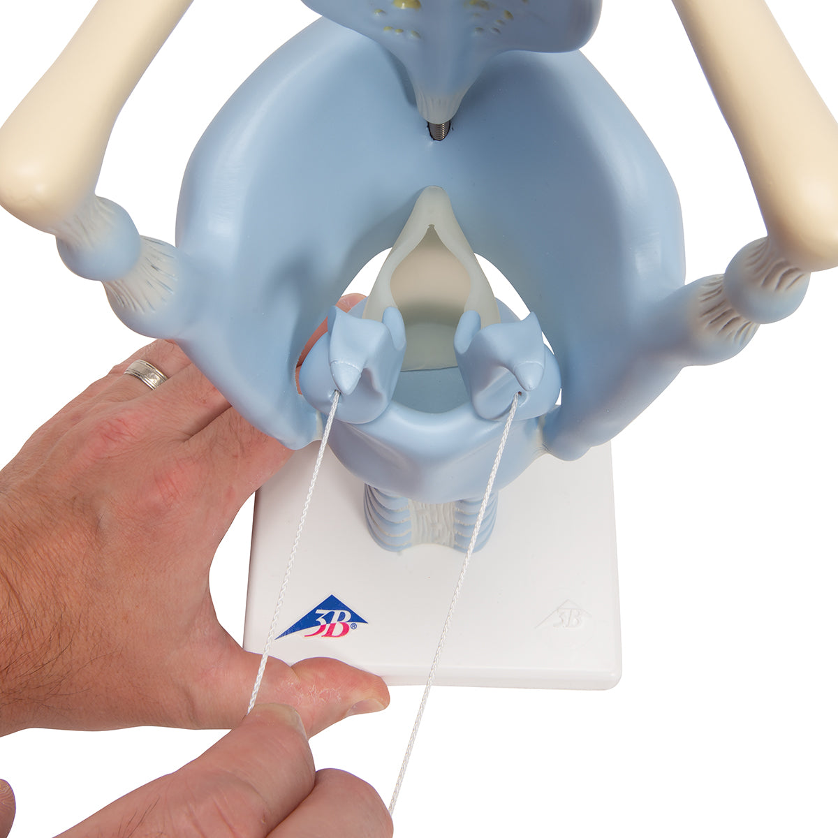 Functional Human Larynx Model, 3 times Full-Size