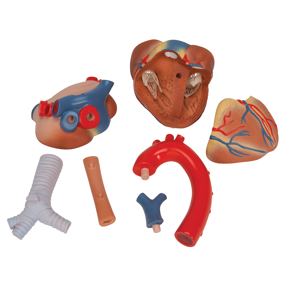 Human Heart Model, 7 part