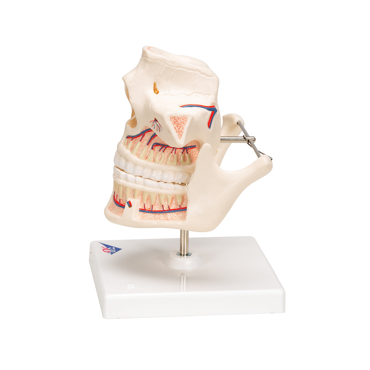 Adult Denture Model with Nerves and Roots