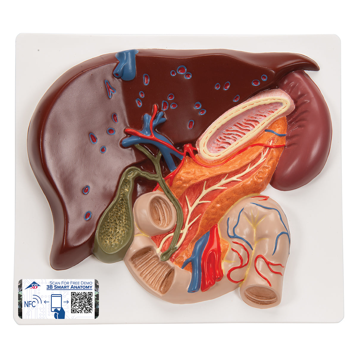 Liver Model with Gall Bladder, Pancreas & Duodenum