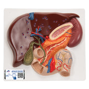 Liver Model with Gall Bladder, Pancreas & Duodenum