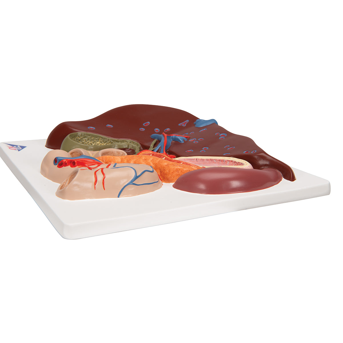 Liver Model with Gall Bladder, Pancreas & Duodenum