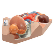 Male Urinary System Model, 3/4 Life-Size