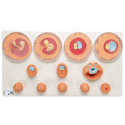 Embryonic Development Model in 12 Stages