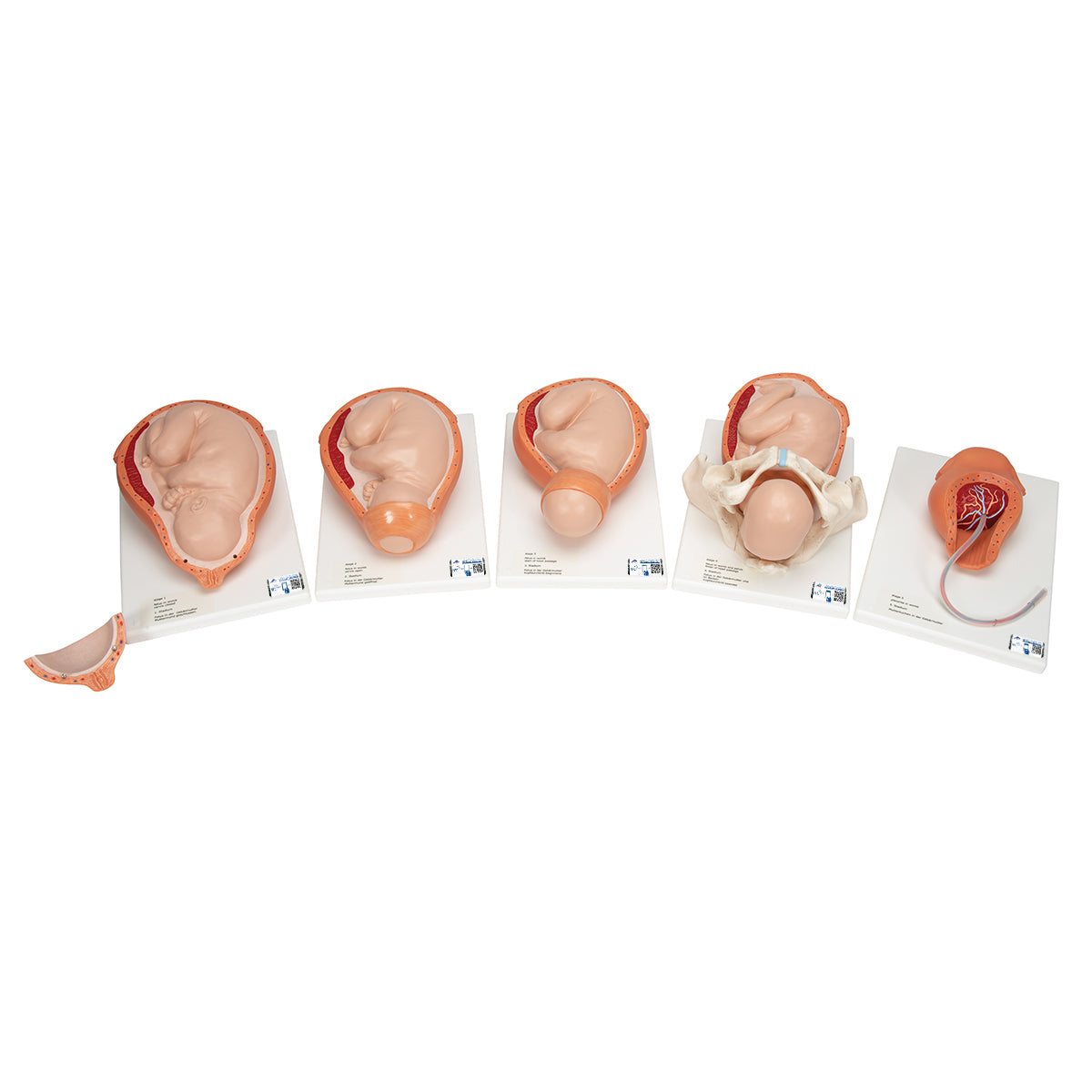 Birthing Process Model with 5 Stages
