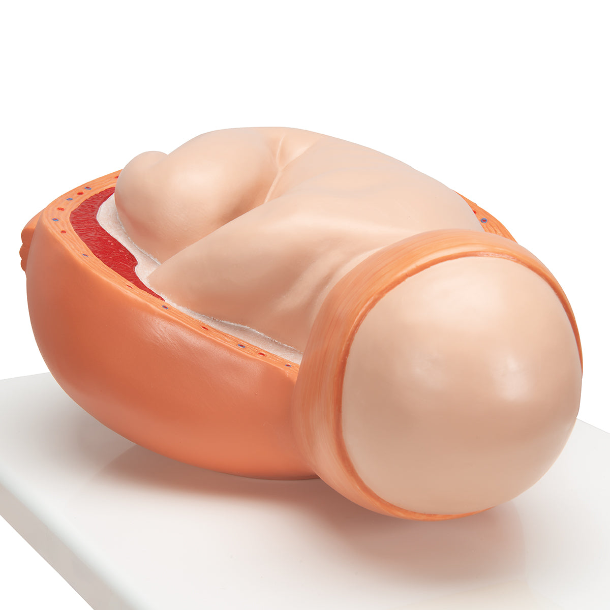 Birthing Process Model with 5 Stages