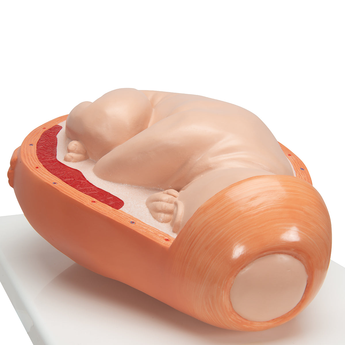 Birthing Process Model with 5 Stages