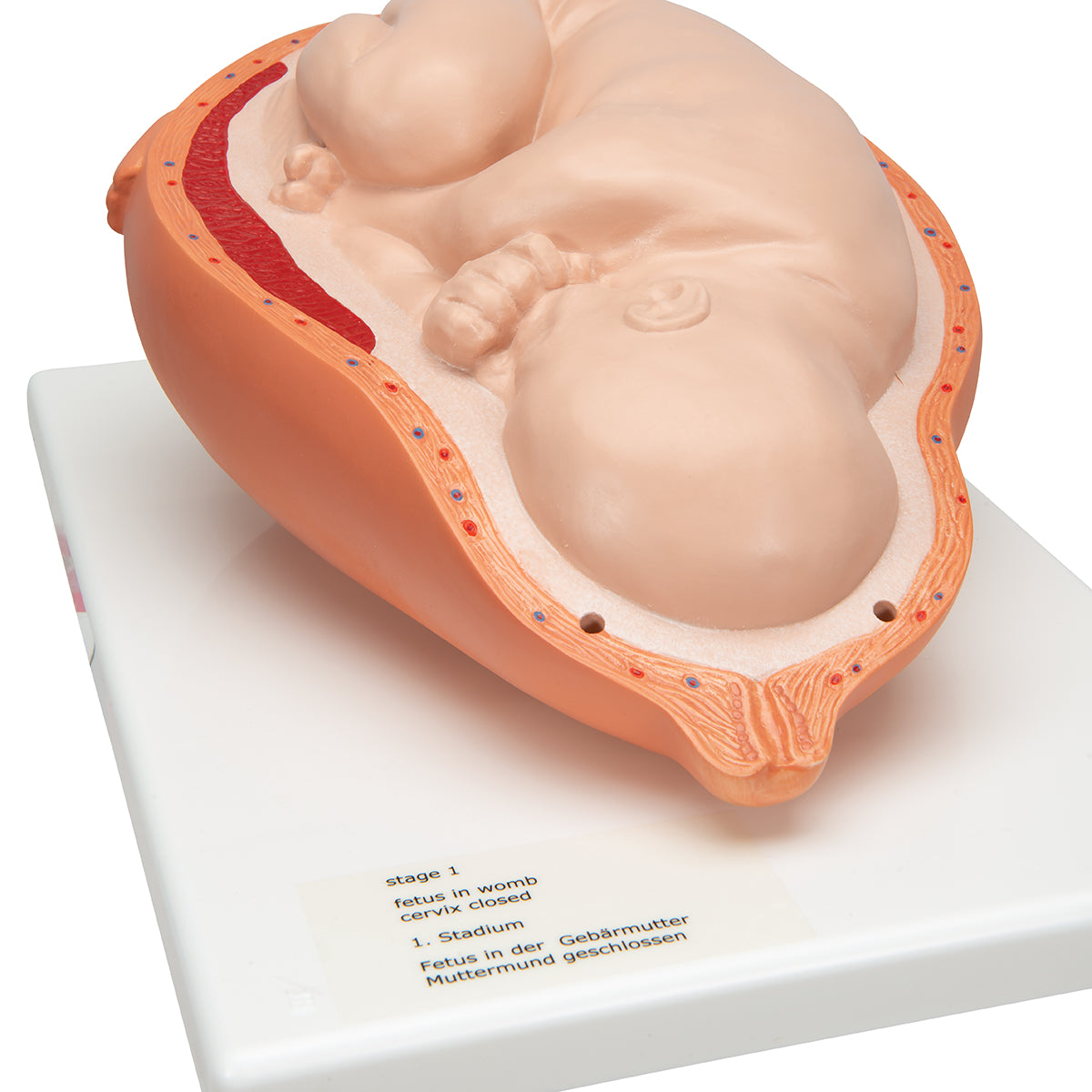 Birthing Process Model with 5 Stages