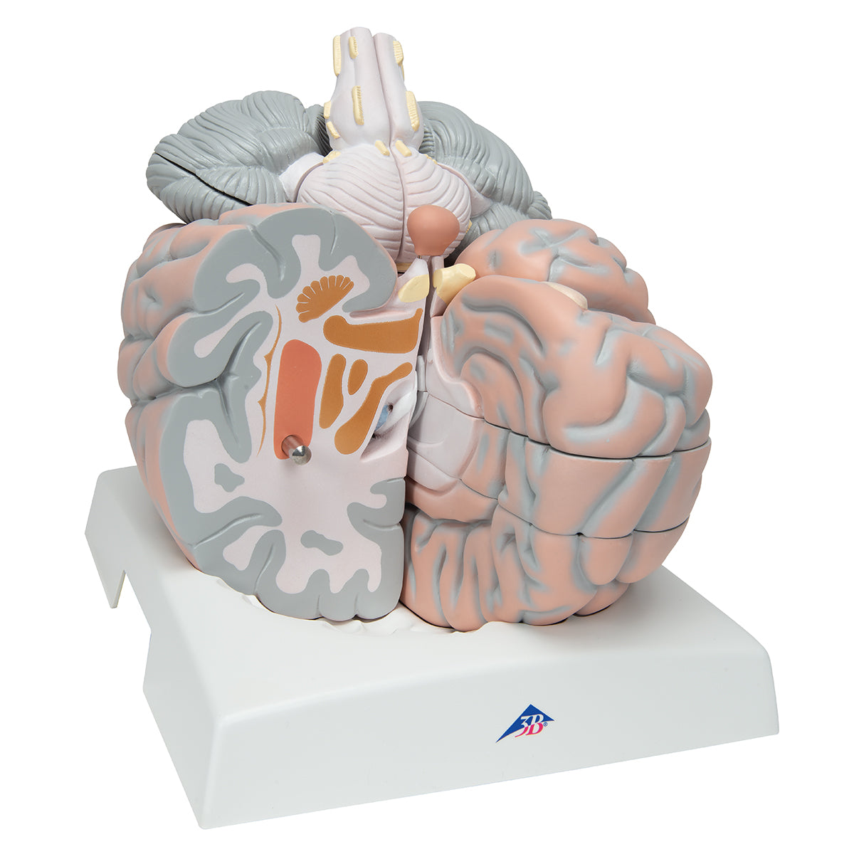 Giant Human Brain Model, 2.5 times Full-Size, 14 part