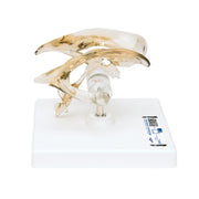 Human Brain Ventricle Model