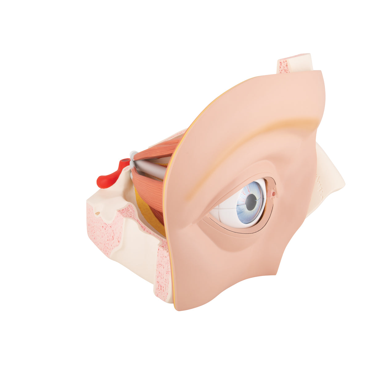 Human Eye Model, 5 times Full-Size, 12 part