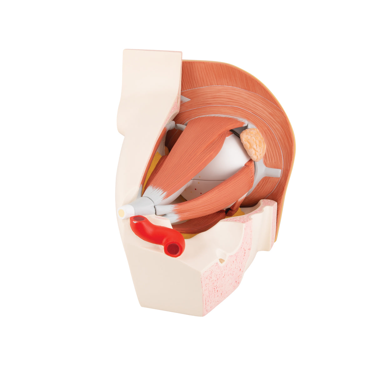 Human Eye Model, 5 times Full-Size, 12 part