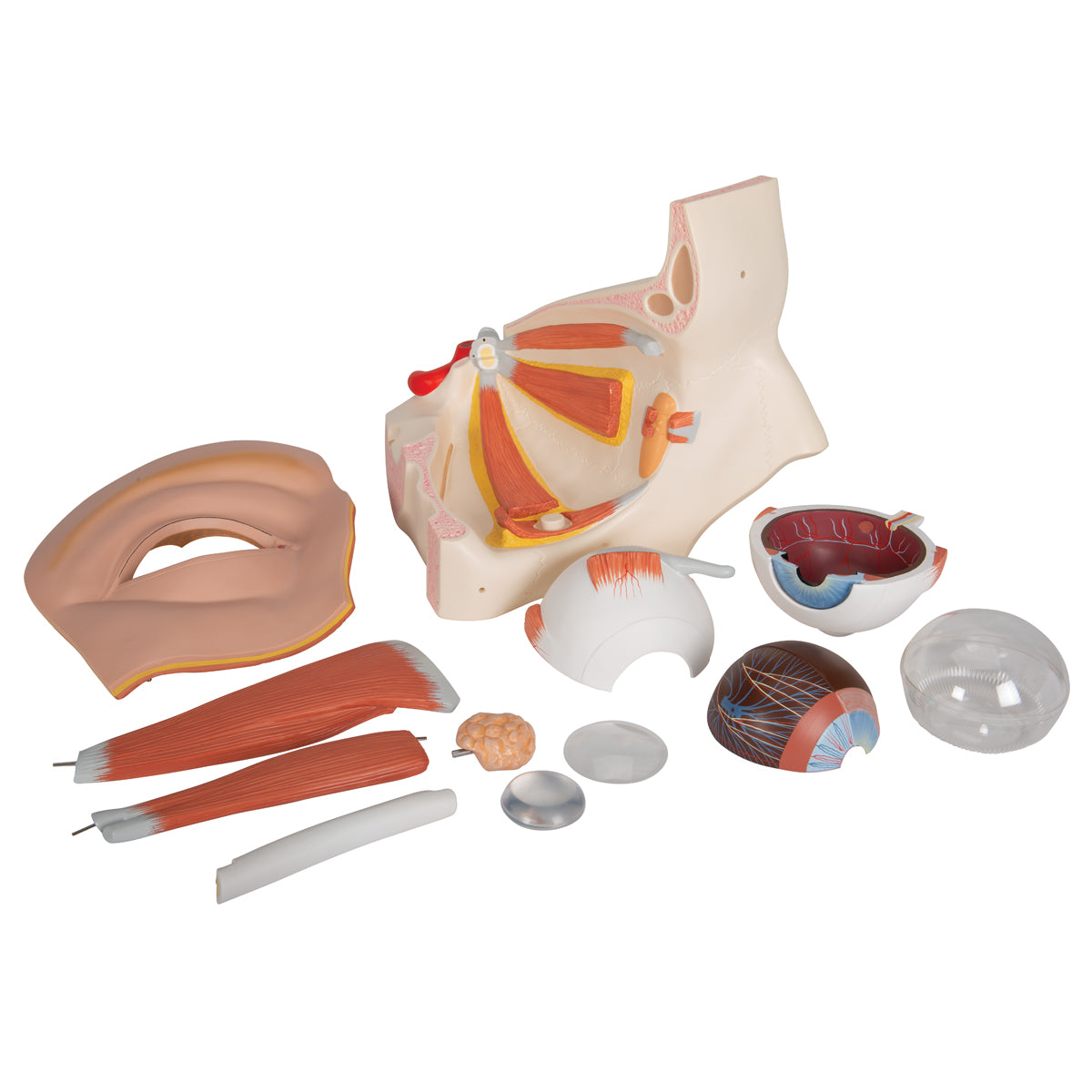 Human Eye Model, 5 times Full-Size, 12 part