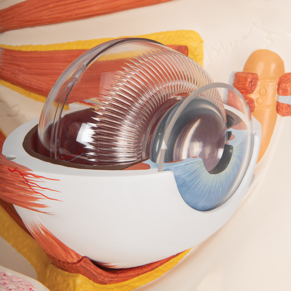 Human Eye Model, 5 times Full-Size, 12 part