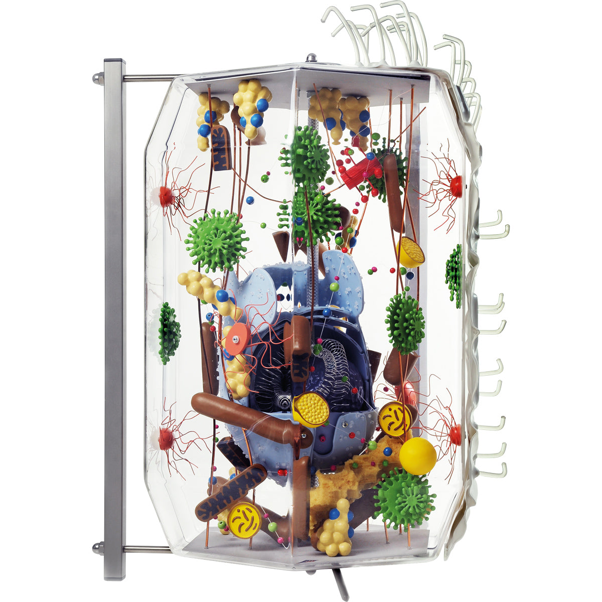 Human Cell Model, 40,000 Times Life-Size