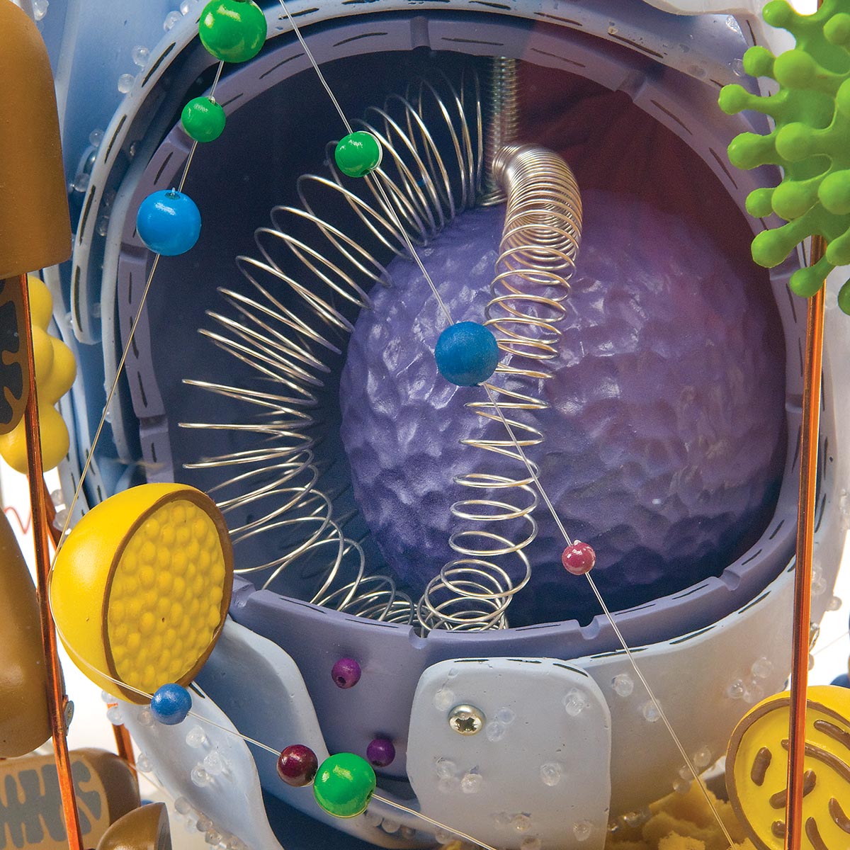 Human Cell Model, 40,000 Times Life-Size