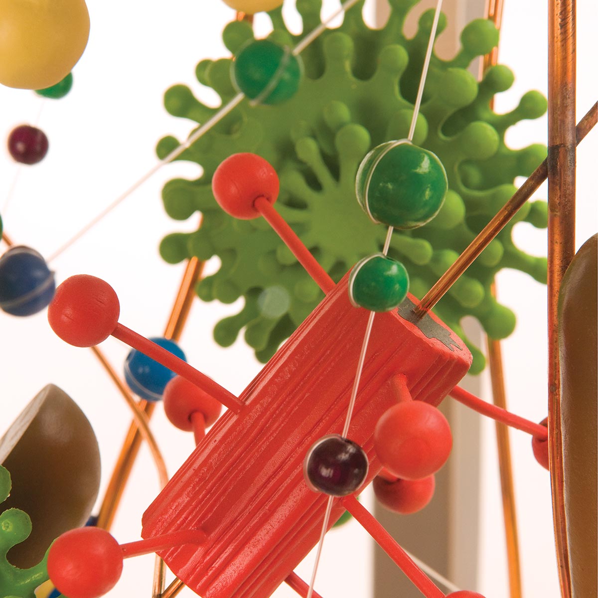 Human Cell Model, 40,000 Times Life-Size