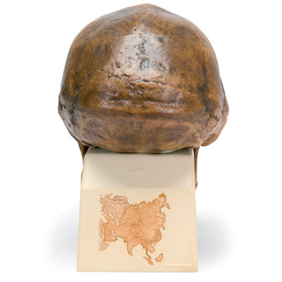 Replica Homo Erectus Pekinensis Skull (Weidenreich, 1940)
