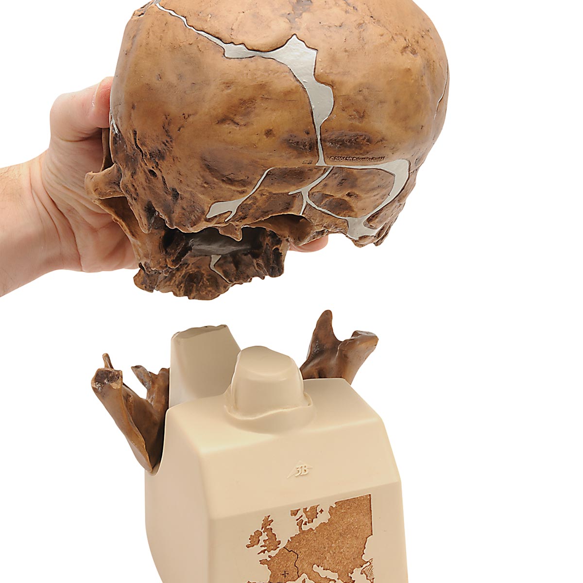 Replica Homo Neanderthalensis Skull (La Chapelle-aux-Saints 1)