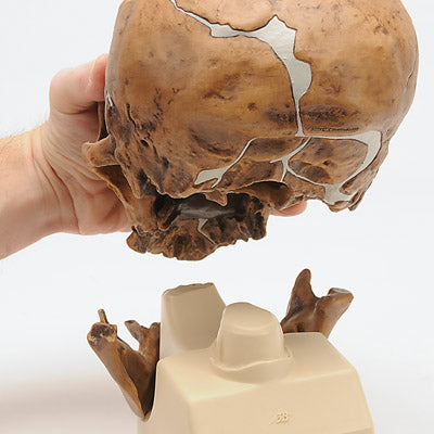 Replica Homo Neanderthalensis Skull (La Chapelle-aux-Saints 1)