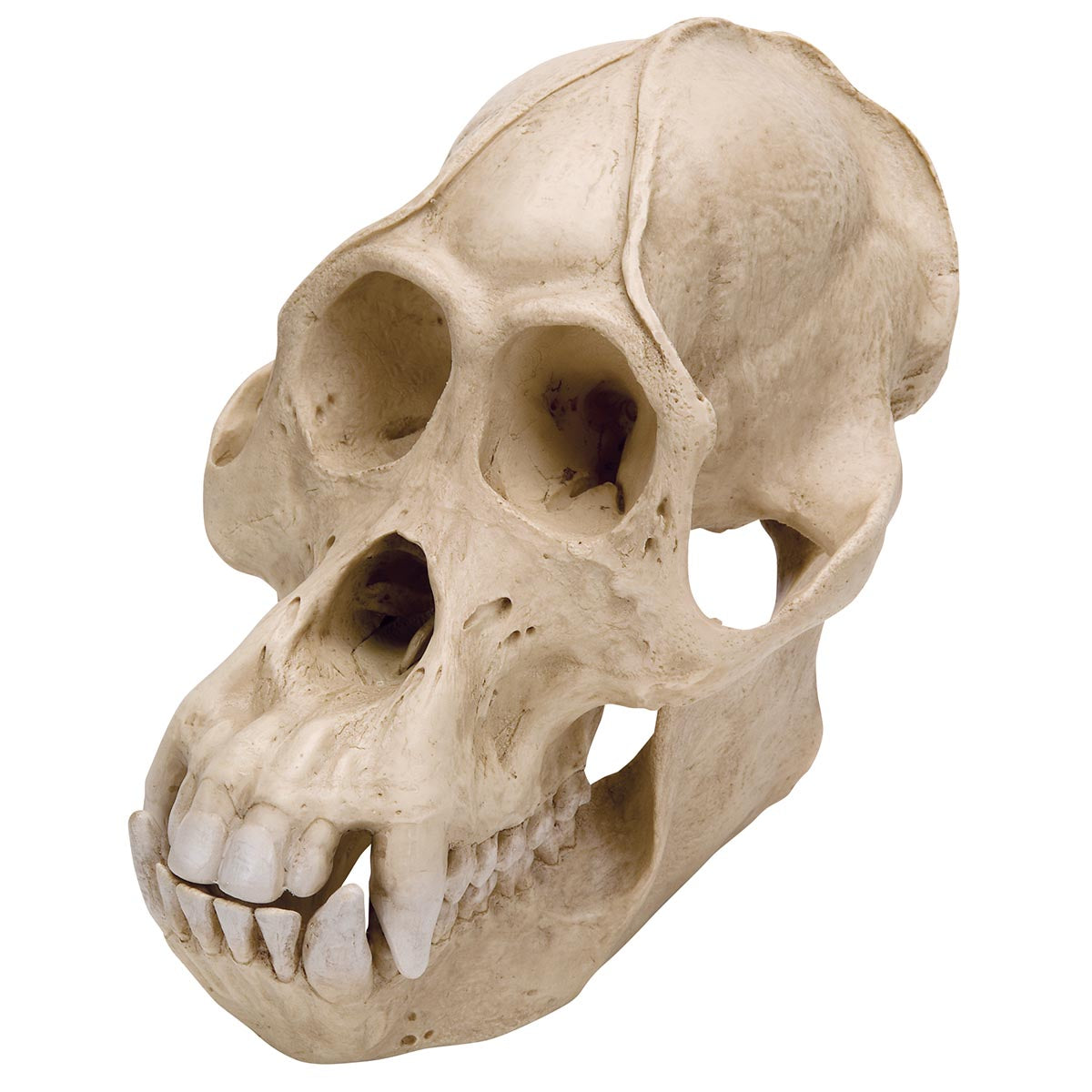 Orangutan Skull (Pongo pygmaeus), Male, Replica