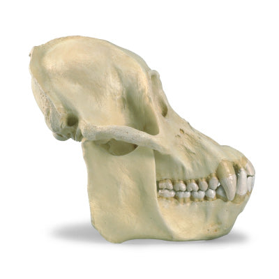 Orangutan Skull (Pongo pygmaeus), Male, Replica