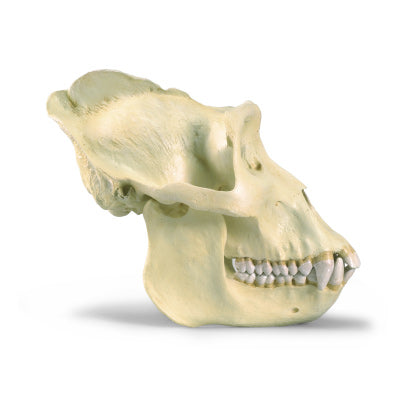 Gorilla Skull (Gorilla gorilla), Male, Replica