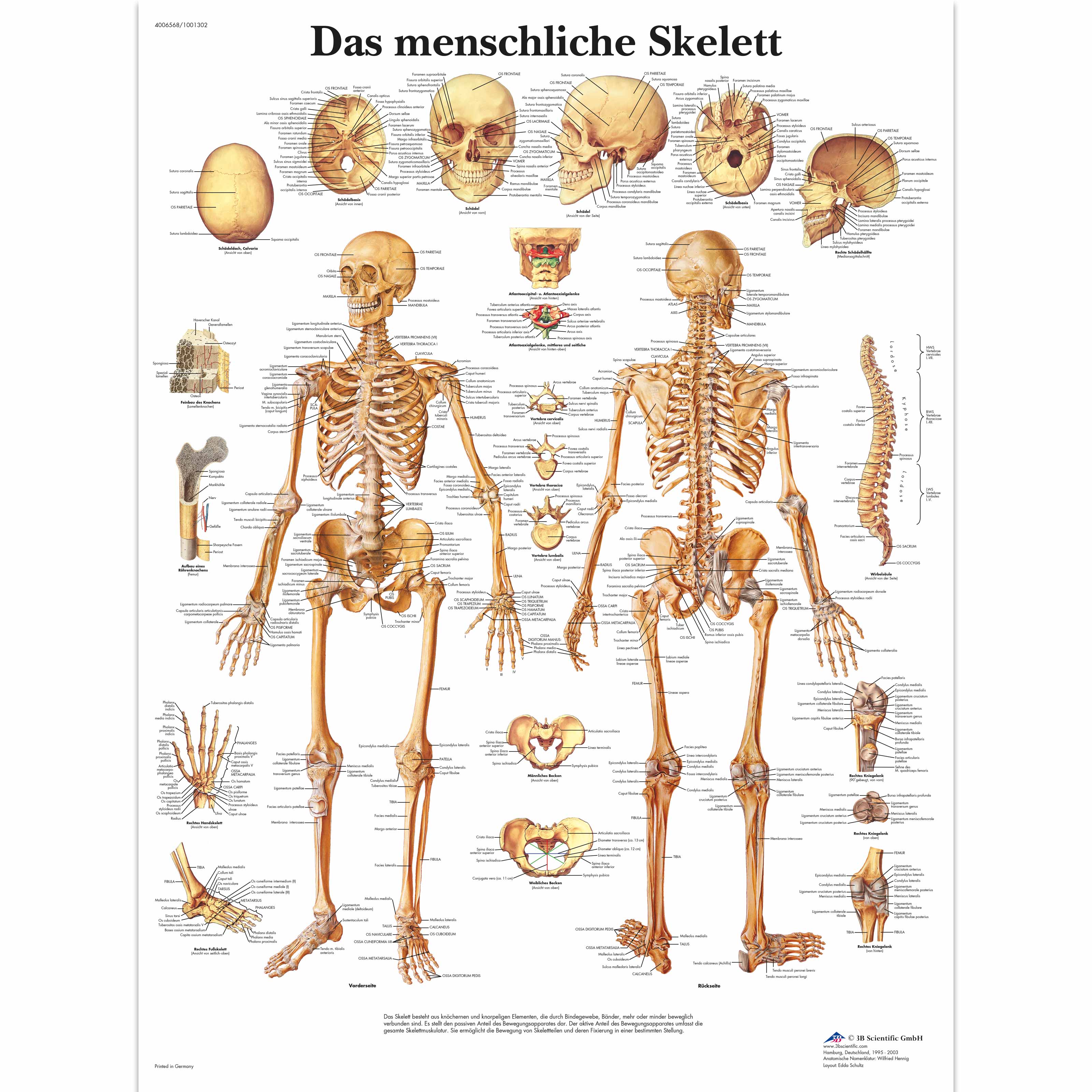 Das menschliche Skelett