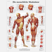 Die menschliche Muskulatur
