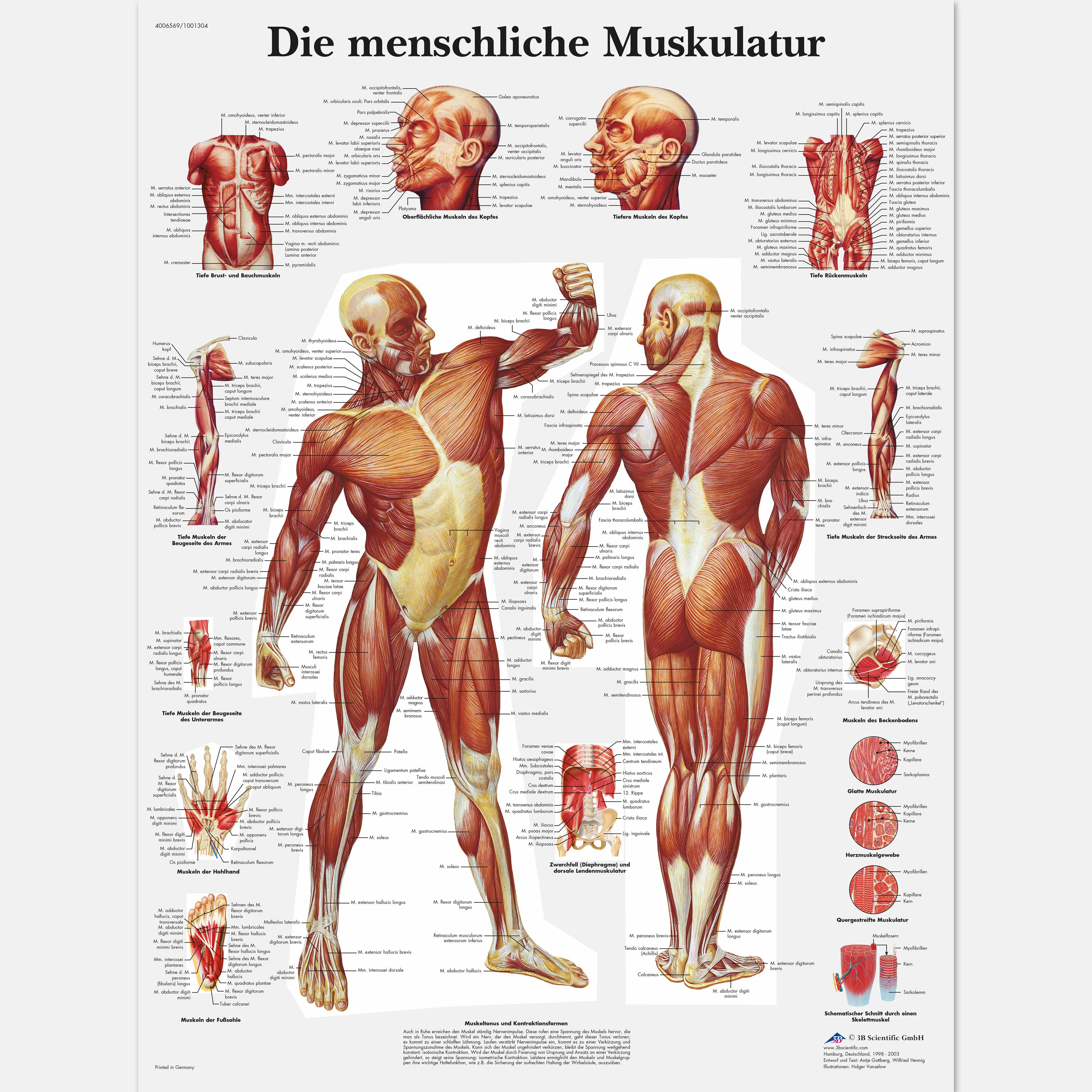 Die menschliche Muskulatur