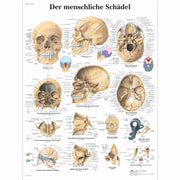 Der menschliche Schädel